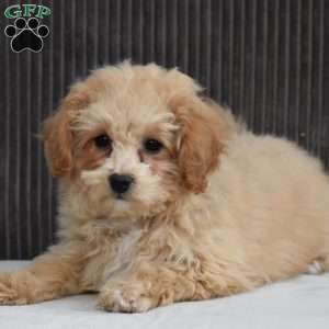 Gina, Bich-Poo Puppy